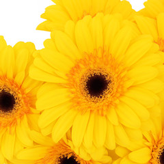 Gerbera Flowers