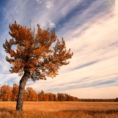 Photo sur Plexiglas Automne Arbre solitaire avec un ciel d& 39 automne