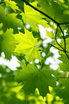 Branch of green maple