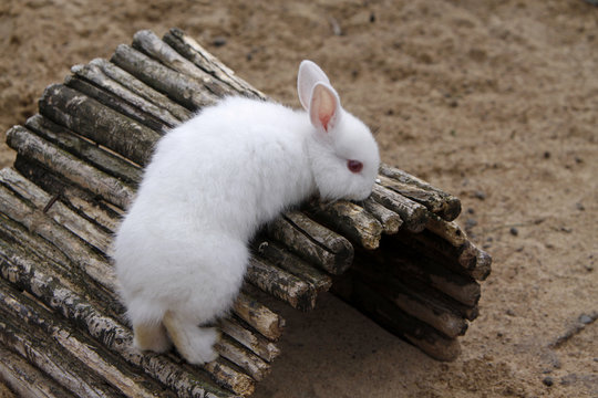Kaninchen (Albino)