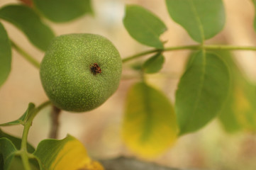 walnut fruit on the branch