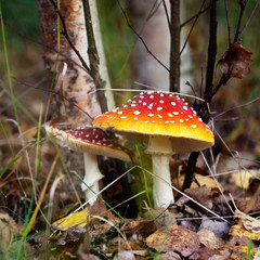 Amanita