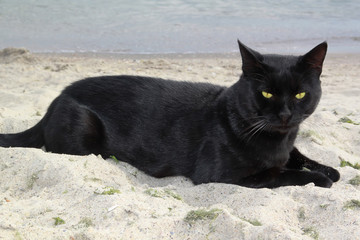 Obraz premium Black cat on the beach