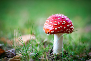 Amanita