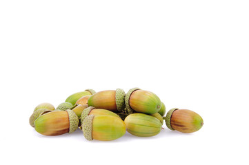 Acorn