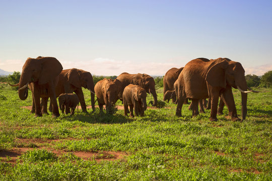 Herd of elephants in the wild. Africa.