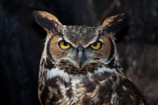 Great Horned Owl in a Tree