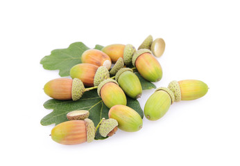 Acorn
