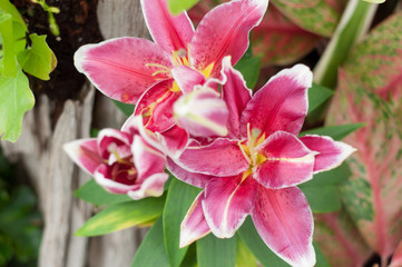 Fototapeta premium tulip flower blossom