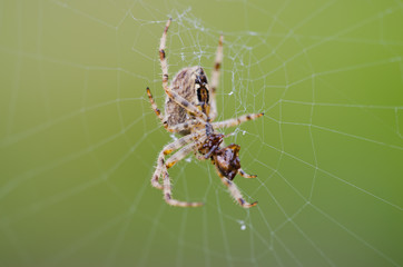 Ragno che mangia la preda