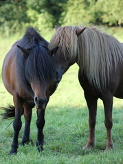 Zwei Islandponystuten