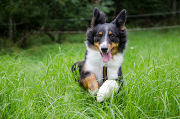 Australian Shepherd in Meadow