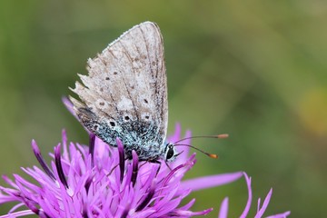 Alter Bläuling auf Wiesen-Flockenblume