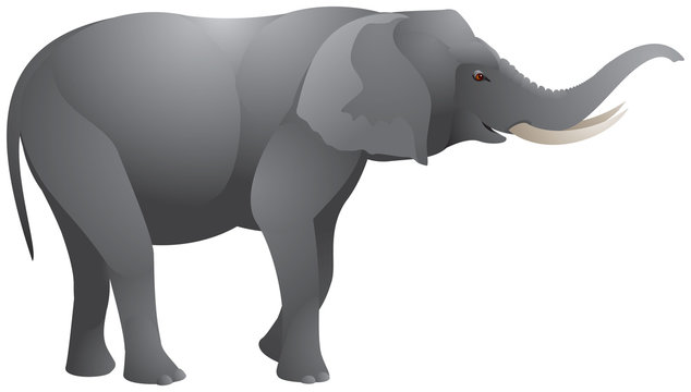 Elephant realistic vector illustration