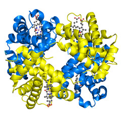 Hemoglobin structure