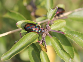 Regenbogen-Blattkäfer (Chrysolina cerealis)