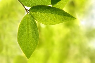 Green leaves