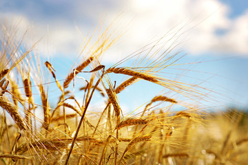 Wheat on blue sky