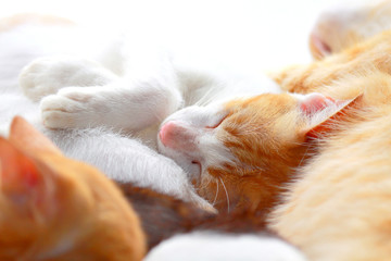 Close up two color cat sleeping peacefully