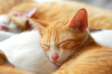 Close up brown cat sleeping peacefully