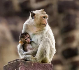 Papier Peint photo Singe Bébé singe et mère