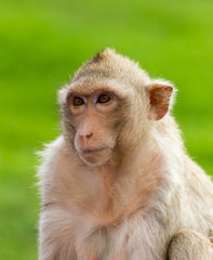 Macaque mongkey closeup