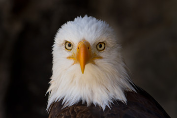 Portrait of a bald eagle close up