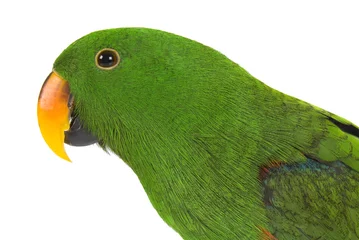 Fotobehang Eclectus Parrot on white background © andrewburgess