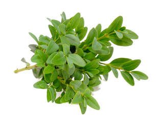 Boxwood (Box) Branches with Green Leaves Isolated on White