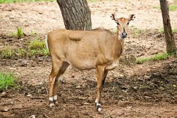 waterbuck