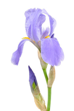Blue Flag (Iris) Flower with Buds on White Background