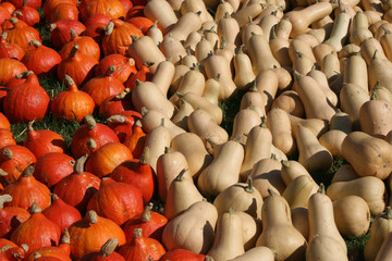 Hokkaido und Butternut-Kürbisse