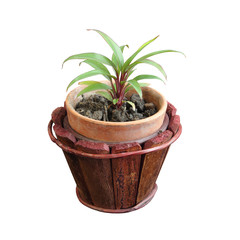 Small Tree with small pot Isolated over White Background