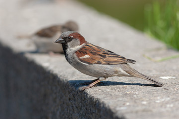 sparrows on a stone
