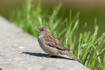 sparrow on a stone