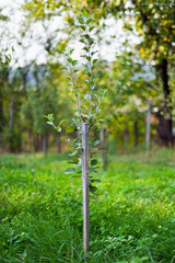 Young pear tree in an orchard