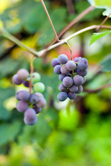 Purple grapes on a vine, closeup