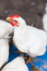 Closeup of an young chicken