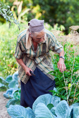 Senior woman in the vegetable garden