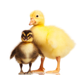Domestic duckling and gosling