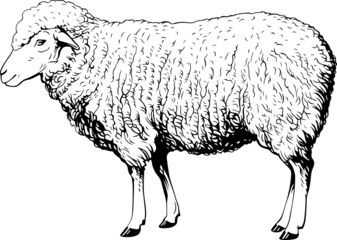 Domestic sheep