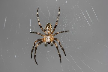 Araignée sur toile