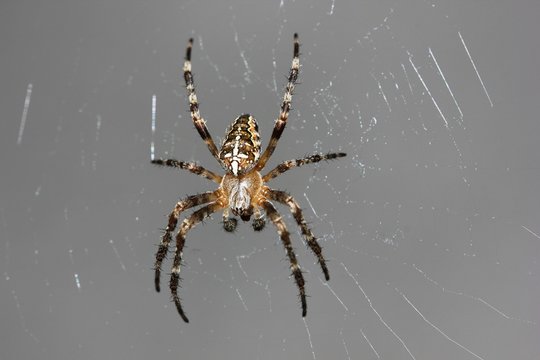 Araign&eacute;e sur toile