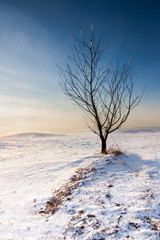 Lonely winter tree