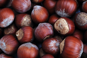 hazelnut in shell