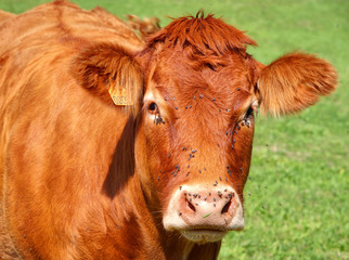 VACHE BRUNE