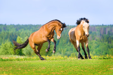 Two bay horses playing on the meadow - 44985477