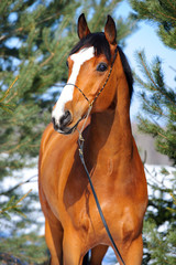 Fototapeta premium Bay horse portrait on the background of pines