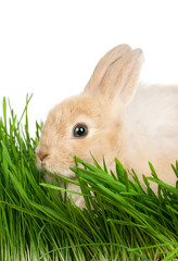 Rabbit in grass