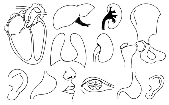 Sketches of human organs.